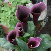 zantedeschia caruso 10985