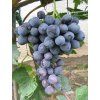 Vinič stolový 'GUZAL KARA' štepený, kont. 2l
