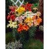 Asiatic Hybrid Lilies Mix 89261
