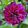 Dália - Dahlia 'Thomas Edison'