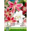 lilium oriental mixed