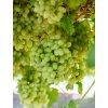 Vinič stolový, bezsemenný 'THOMPSON SEEDLESS' štepený v kont 2l