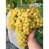 Vinič premium rezistent 'ARKÁDIA' štep., v kont. 2l