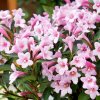 weigela florida pink poppet