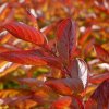 weigela florida wings of fire