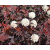 physocarpus opulifolius cervenolisty