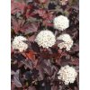 Physocarpus Opulifolius Tavola Červenolistá2