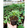 Uhorka 'Perseus F1' 2