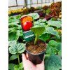 Tekvica 'Hokkaido Orange'