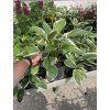 hosta francee 2