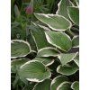 hosta francee 3