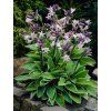 hosta francee 1