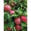 'WIJCIK MCINTOSH' oszlopos téli alma, M7 alany, szabadgyökerű