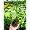 Batáta Beila 'O'Henry' 2