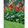 canna greenleaves red 3
