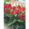 canna greeenleaves red 2