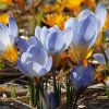 Krokus - Crocus chrysanthus 'BLUE PEARL'