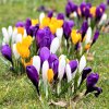 Crocus Large Flowering Mix 778711063.SHUT