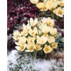 Crocus Chrysanthus Cream Beauty 0000021 93074