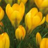 78686 crocus large yellow