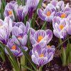 Krokus - Crocus Large Flowering 'PICKWICK' 8ks