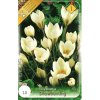 Krokus Crocus Chrysanthus 'SNOWBUNTING'