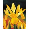 Dutch Iris Royal Yellow 7 8cm 0000520 13794