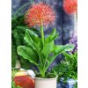 scadoxus multiflorus