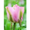 Groenland Tulipa 1