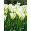 Tulipán Tulipa Viridiflora 'SPRING GREEN' 7ks 2