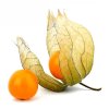 physalis