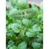 Medovka lekárska 'Melissa officinalis' v kont. V14cm