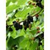 'MORUS NIGRA' fekete eperfa bokor, kont. 2l