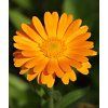 Canva Calendula Flower Detail