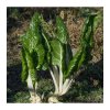 bio mangold lucullus beta vulgaris bio osivo mangoldu 45 ks