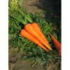 Mrkva neskorá 'Vörös óriás' Magrovet výsevná páska 4m