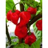 Paprika chili červená 'Habanero' 20 semien