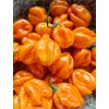 habanero oranžová