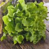 salat listovy dubacek lactuca sativa semena 500 ks