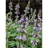 Šalvia (Salvia officinalis) v kont. V14 2