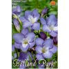 blue freesia