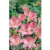 freesia single pink 2