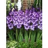 gladiola blue isle 3