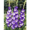 gladiola blue isle