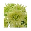 Chryzantémy rezané dekoratívne 'BALTICA LIME'3