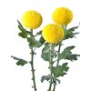 Chryzantémy rezané dekoratívne 'PING PONG GOLDEN®'2