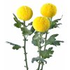 Chrysanthemum Ping Pong Golden 2 scaled