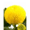 Chryzantémy rezané dekoratívne 'PING PONG GOLDEN®'1