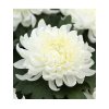 Chryzantémy črepníkové veľkokveté 'COSMO WHITE P15®'2