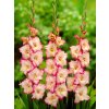 gladiola priscilla